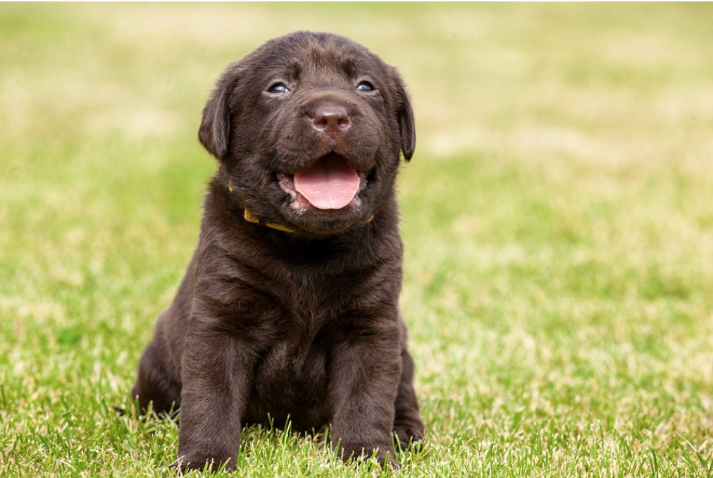 Brown puppy sitting in green grass